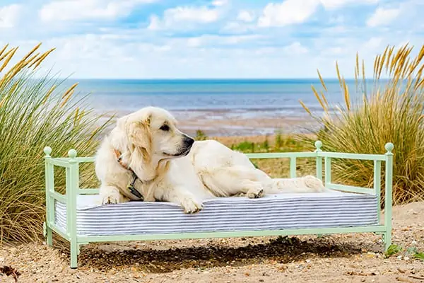 Golden retriever resting on bed by the sea – beach grass view