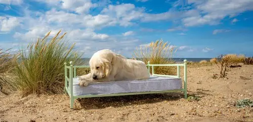Golden retriever on silver iron dog bed in sunny garden
