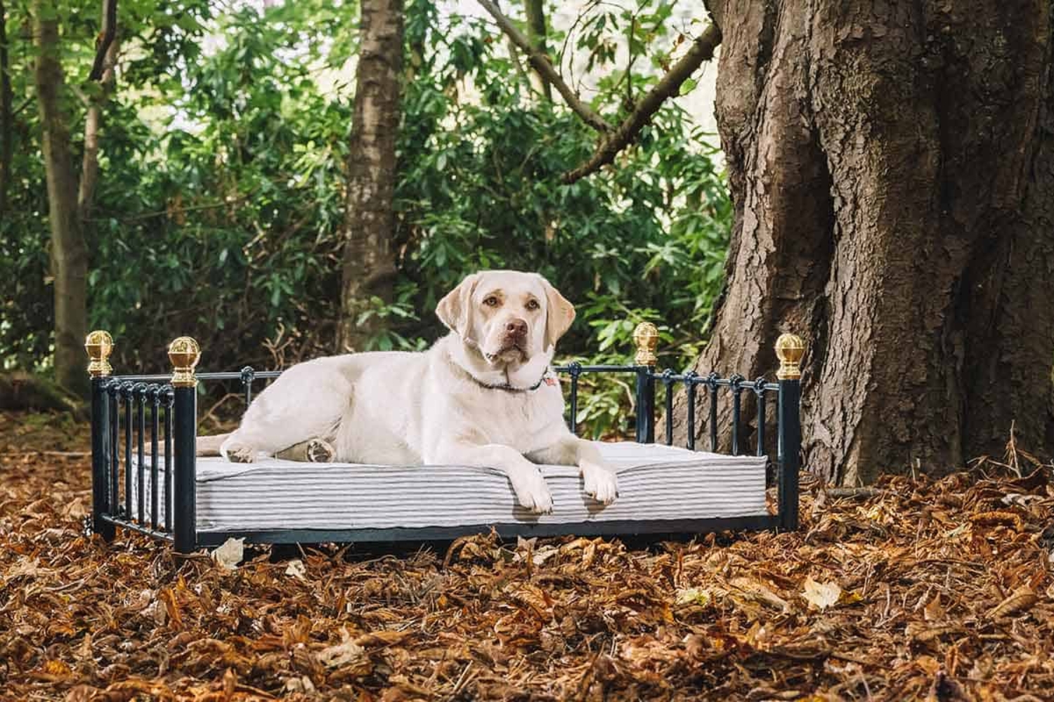 Dog lying on black bed in forest with dappled light