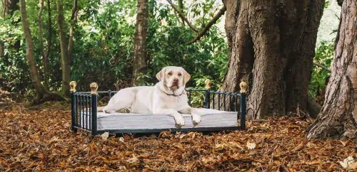 Dog lying on black bed in forest with dappled light