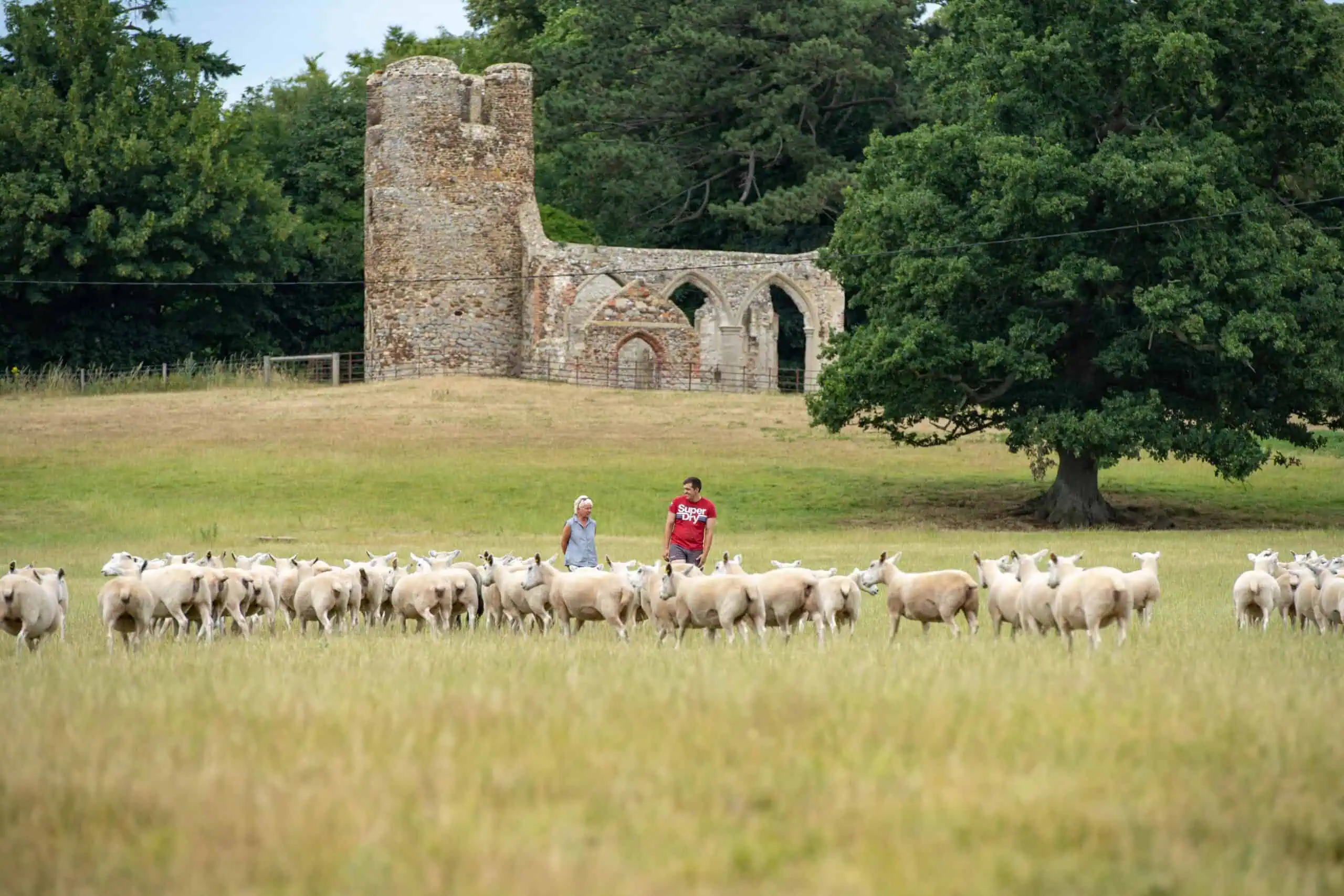Amanda and Gordon walking in a field of sheep