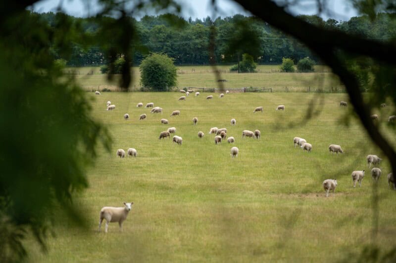 sheep grazing on the pasture on sandringham estate - iron and brass bed company work with the estate for the provision of locally sourced wool for their wool mattress collection