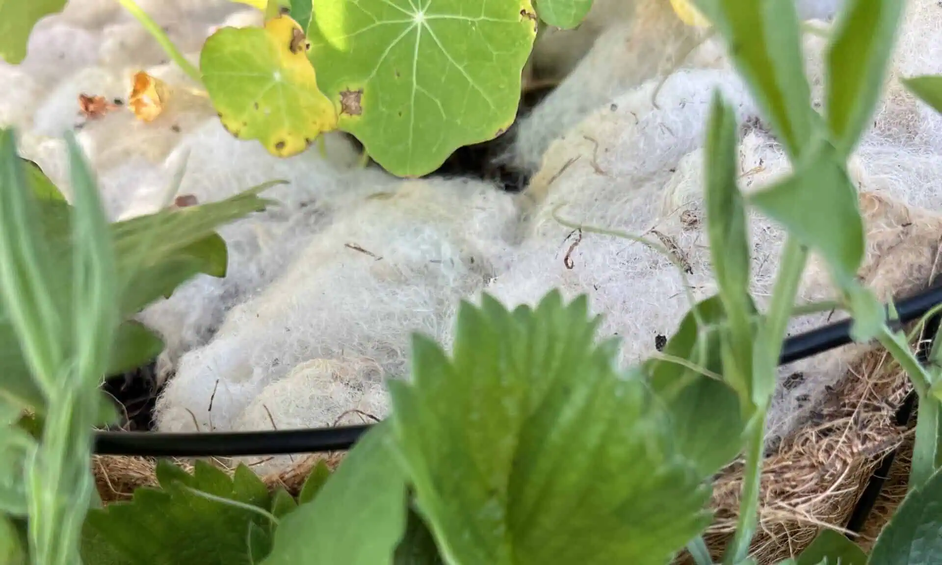 Wool Lining Hanging Basket British wool bedding duvet