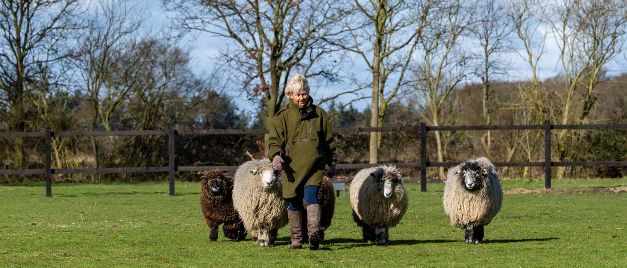 Amanda the shepherd with four woolly sheep in a green field