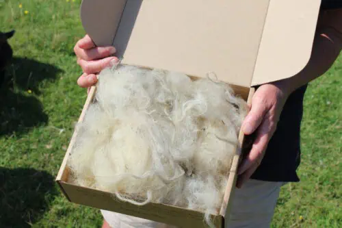 Amanda holding an open cardboard box filled with raw, unprocessed British wool, photographed outdoors on a sunny day.