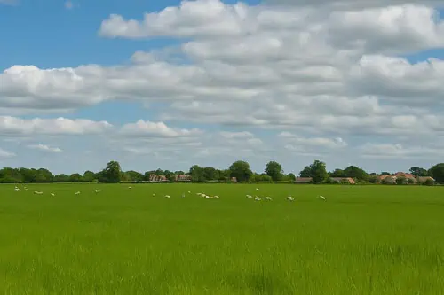 Large green field with sheep under open sky – British wool farm landscape