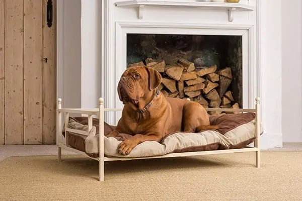 Brown dog lying on iron dog bed next to modern fireplace